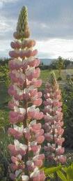 Lupines