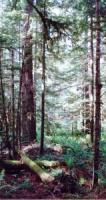Sustainable Forest Management